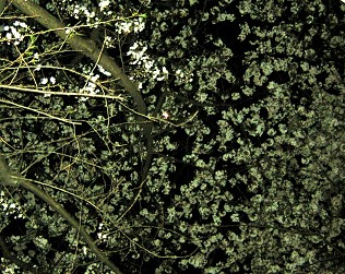 夜桜